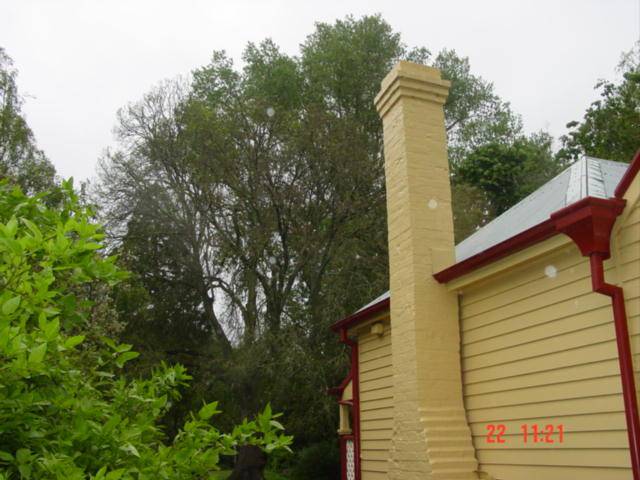 T11321 Ulmus glabra 'Exoniensis' 