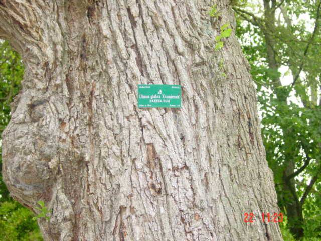 T11321 Ulmus glabra 'Exoniensis'