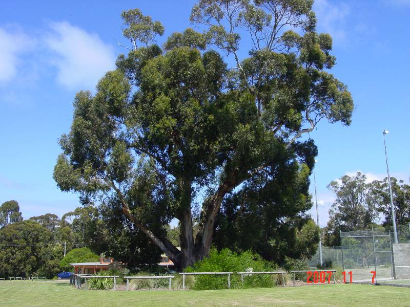 T11009 Eucalyptus globulus subsp. Globulus x E. cypellocarpa
