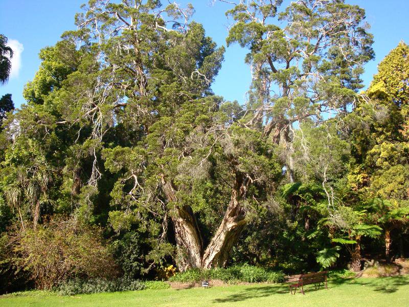 T11911 Melaleuca decora 
