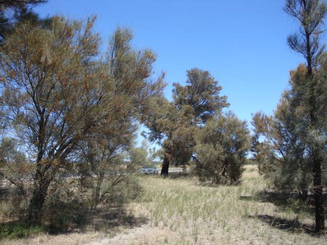 T11272 Casuarina obesa