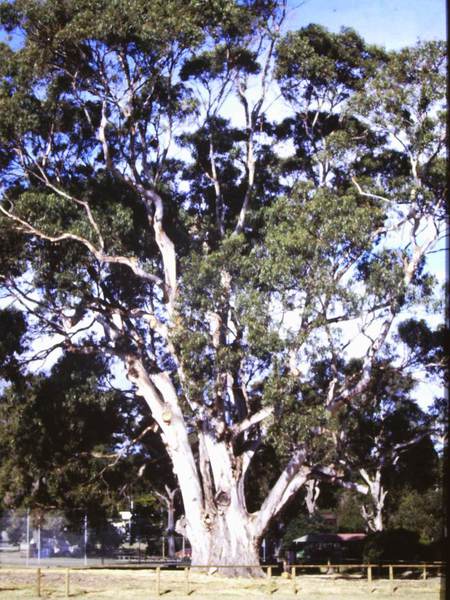 T11009 Eucalyptus globulus subsp globulus x E. cypellocarpa