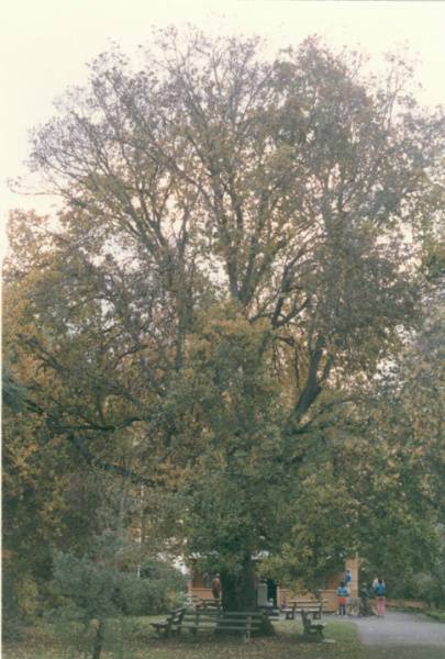 T11321 Ulmus glabra 'Exoniensis'