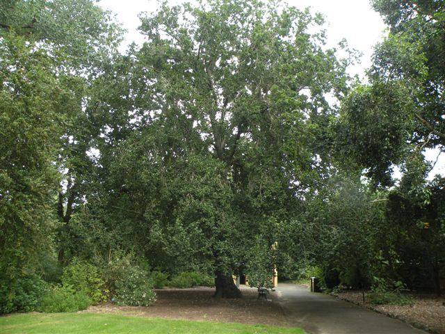 T11321 Ulmus glabra 'Exoniensis' 