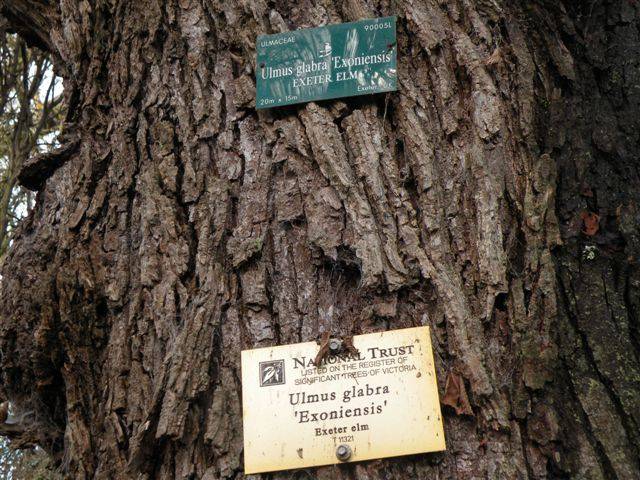T11321 Ulmus glabra 'Exoniensis' trunk and sign 