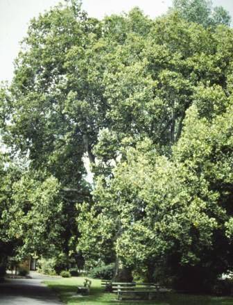 T11321 Ulmus glabra 'Exoniensis'