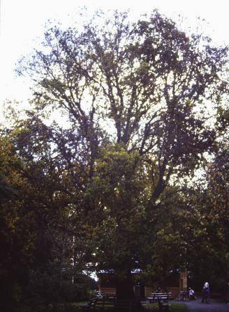 T11321 Ulmus glabra 'Exoniensis'