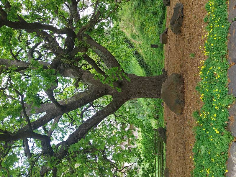 Elm northeast of residence Oct 2024