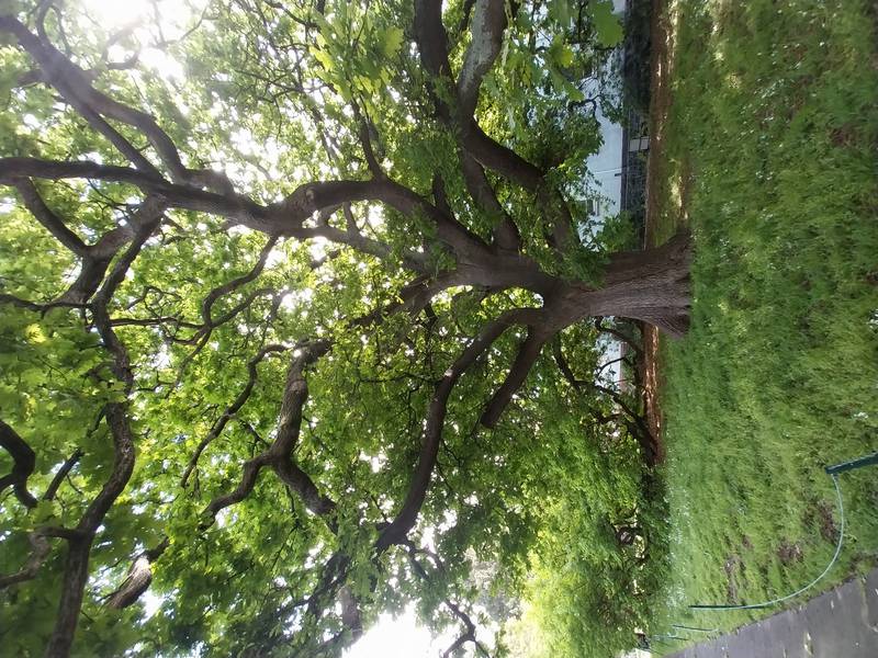 Elm south of Sacred Heart Oct 2024