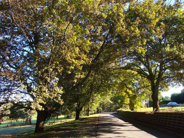 T12133 Quercus robur x canariensis