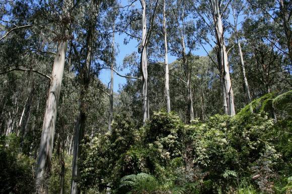 L10177 Great Otway National Park