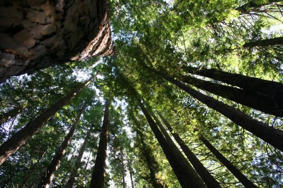 L10177 Great Otway National Park