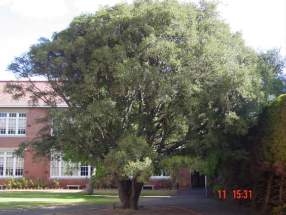 T11507 Quercus coccifera subsp. calliprinos