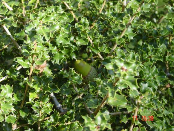 T11507 Quercus coccifera subsp. calliprinos