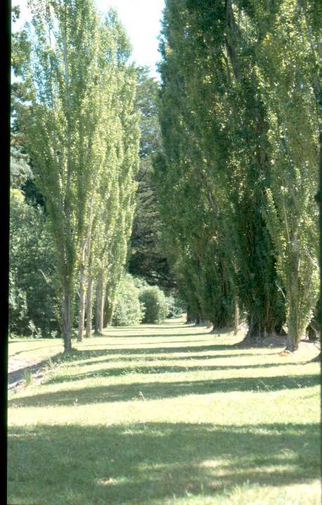 H01993 malmsbury botanic gardens avenue