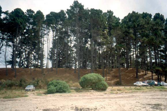 H01996 shoreham pines2