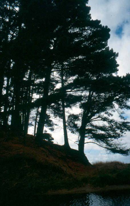 H01996 shoreham pines3