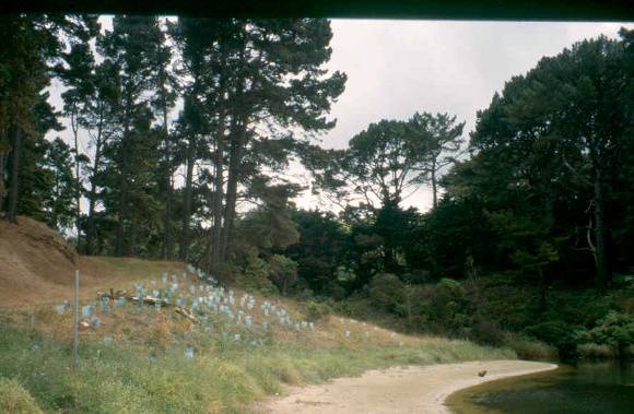 H01996 shoreham pines4