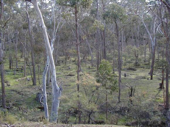 h02047 1 castlemaine diggings sebastopol gully july02 db
