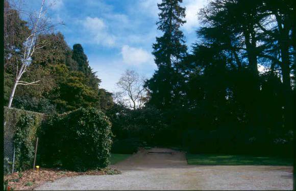 h02052 burnley gardens trees 2 sept 03