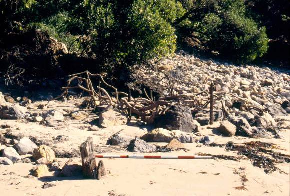 h02043 walkerville jetty timbers 2003