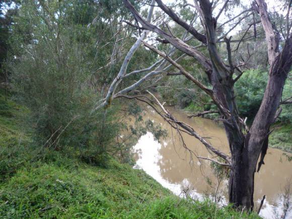Yarra Flats b.JPG
