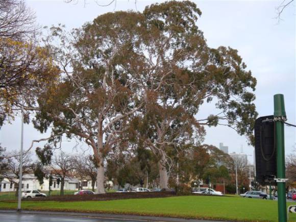 T11860 Corymbia citriodora 