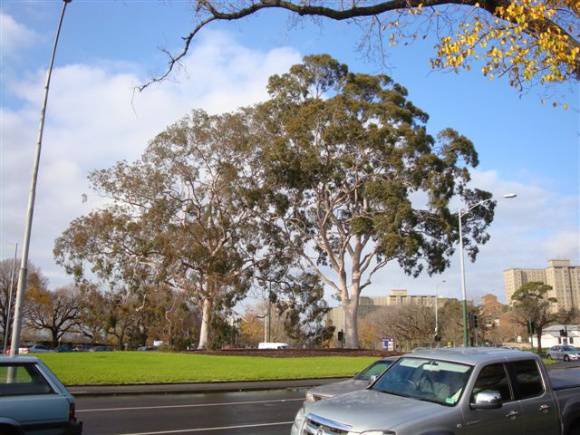 T11860 Corymbia citriodora