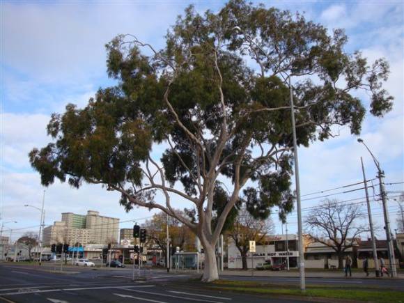 T11861 Corymbia citriodora