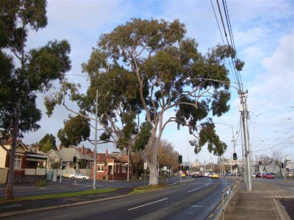 T11861 Corymbia citriodora