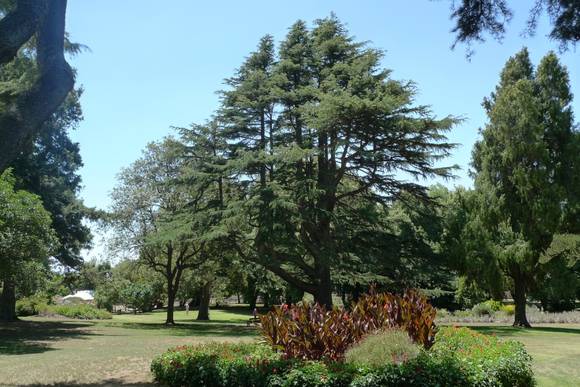 4374_Camperdown Botanic Gardens