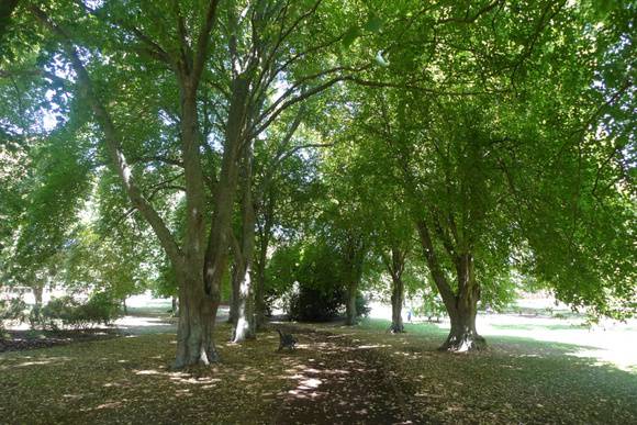 4374_Camperdown Botanic Gardens