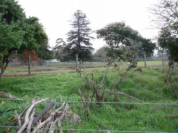 4374_Camperdown Botanic Gardens