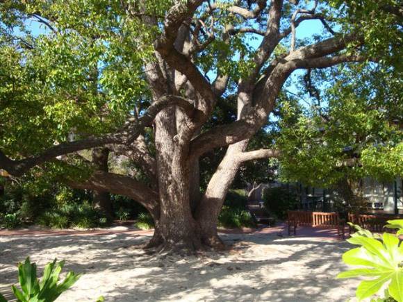 T11833 Cinnamomum camphora