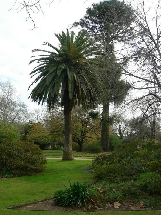 1772_Benalla_Botanic_gardens_2010_July_2_HV_0121.jpg