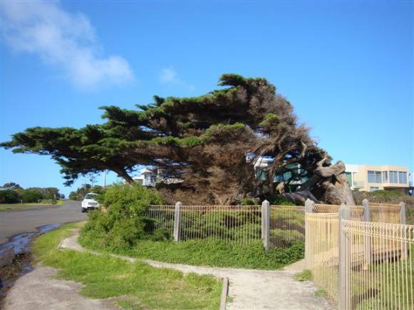 T12061 Hesperocyparis macrocarpa