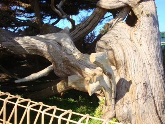 T12061 Hesperocyparis macrocarpa