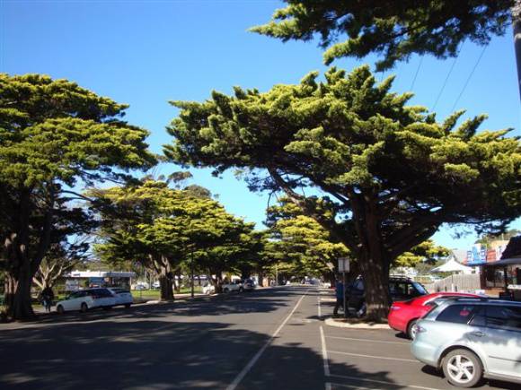T12060 Hesperocyparis macrocarpa 'Horizontalis Aurea'