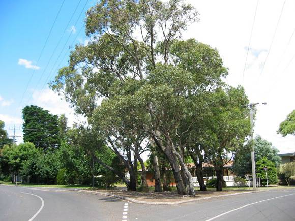h01605 ranelagh estate traffic island