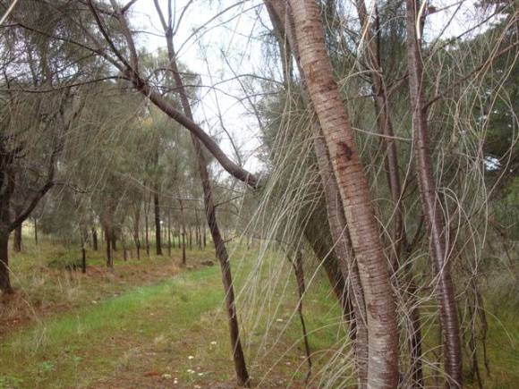 T11686 Allocasuarina verticillata