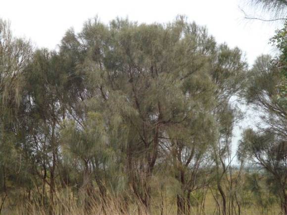 T11686 Allocasuarina verticillata