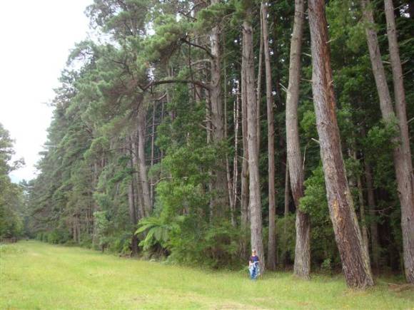 T12143 Pinus muricata