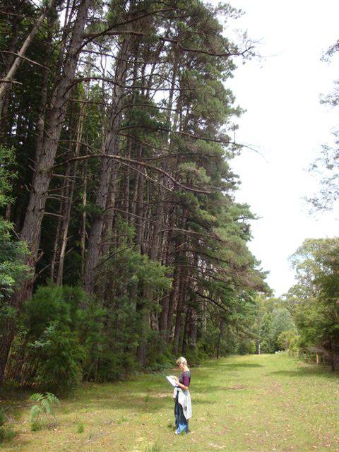 T12143 Pinus muricata