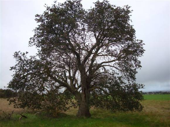 T11285 Silver Banksia