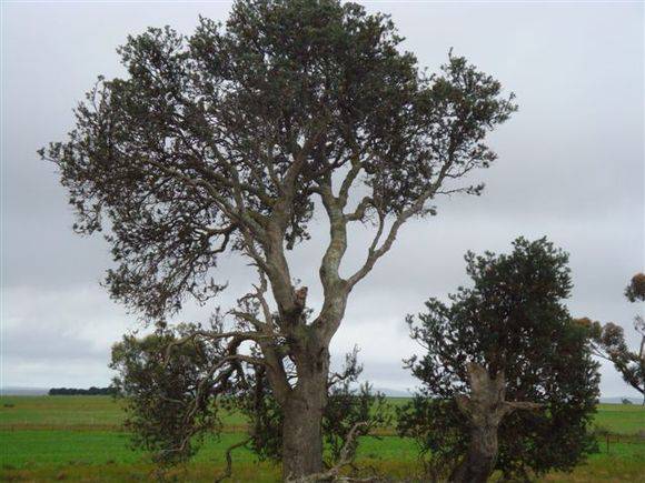 T11285 Silver Banksia