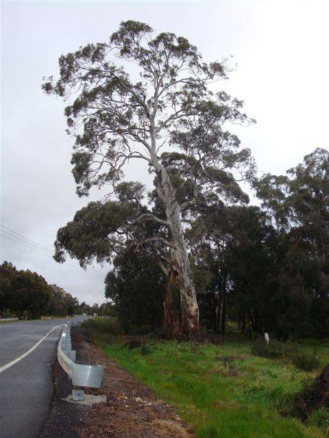 T11688 Eucalyptus rubida