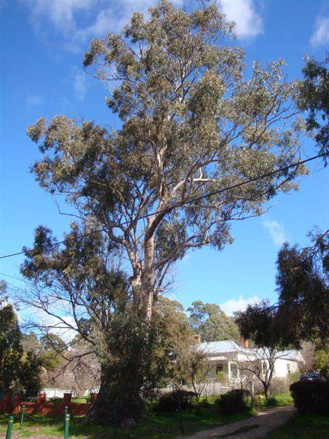 T11469 Eucalyptus microcarpa