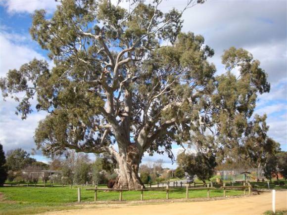 T11002 Eucalyptus camaldulensis