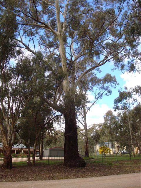 T11473 Eucalyptus leucoxylon