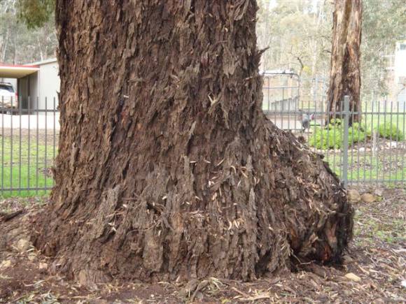 T11473 Eucalyptus leucoxylon
